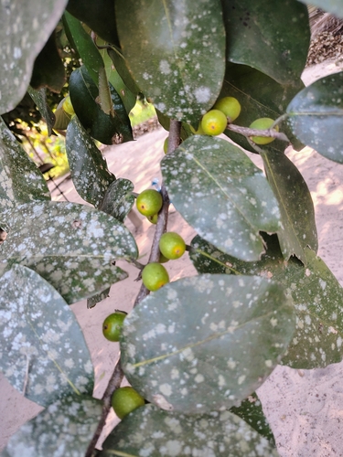 Ficus drupacea, photograph 2