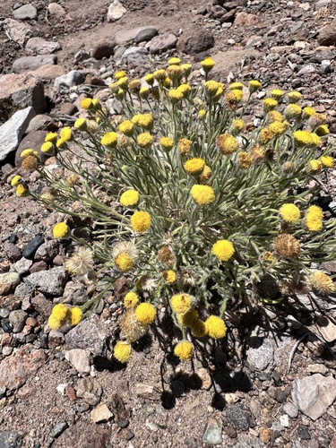 Erigeron aphanactis, photograph 2