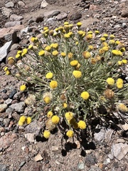author not stated, no rights reserved Erigeron aphanactis, photograph author not stated, no rights reserved