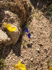 Phacelia nashiana