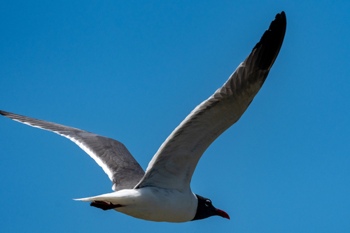 Laughing Gull photographed in California