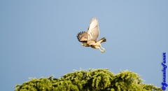 Parabuteo unicinctus