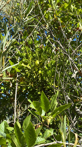 Broadleaf Mistletoe