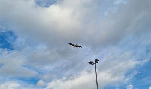 White Stork