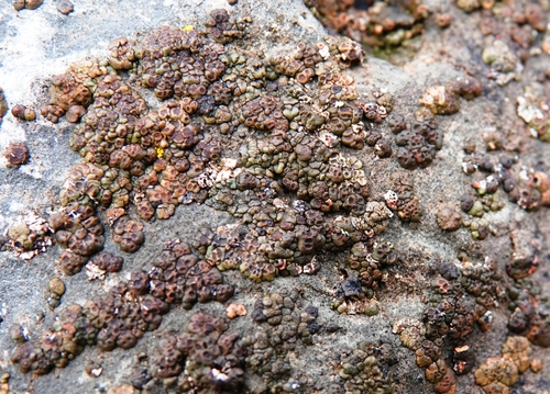 Brown Cobblestone Lichen