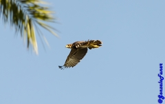 Parabuteo unicinctus