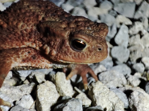 European Toad