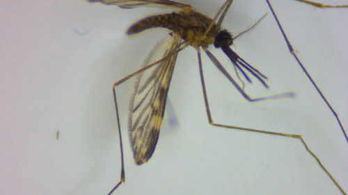 Anopheles