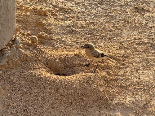 Western Black-eared Wheatear