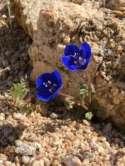 Phacelia nashiana