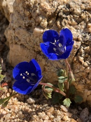 Phacelia nashiana