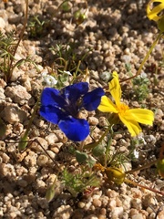 Phacelia nashiana