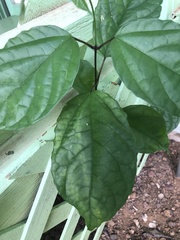 Clerodendrum thomsoniae