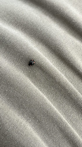 Bigeminate Sigil Lady Beetle