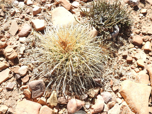 Parodia maassii