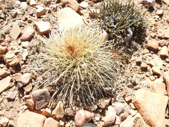 Parodia maassii