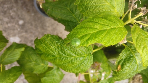 Green Shield Bug