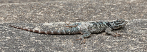 Crevice Spiny Lizard