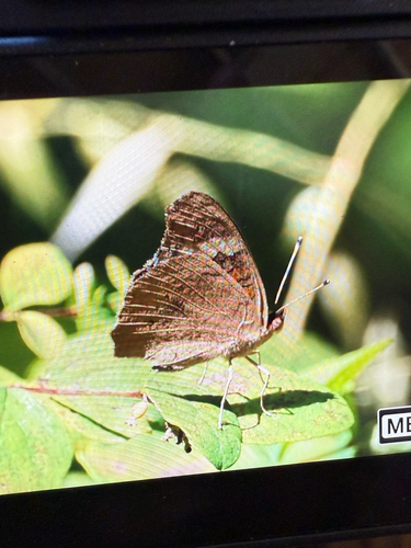 iNaturalist observation photo of Gray Buckeye