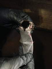 Myotis austroriparius