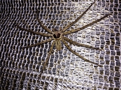 Heteropoda venatoria