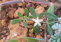 Glinus oppositifolius, photograph (c) renjus box, some rights reserved (CC BY)