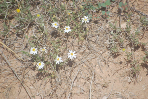 Heath-leaved Chaetopappa