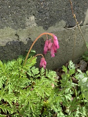 Dicentra eximia