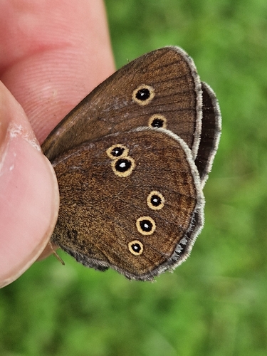 Ringlet