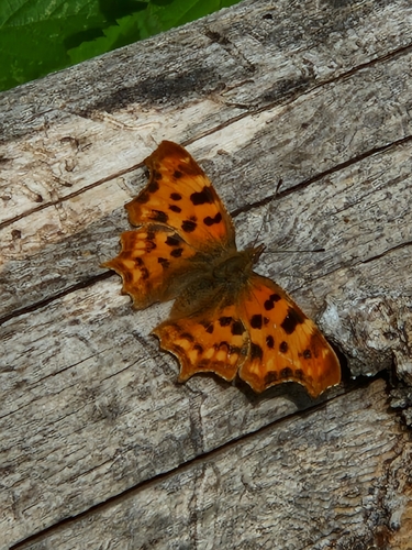 European Comma