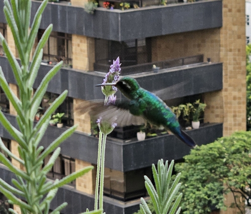 Glittering-bellied Emerald