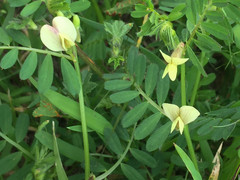 Vicia hybrida