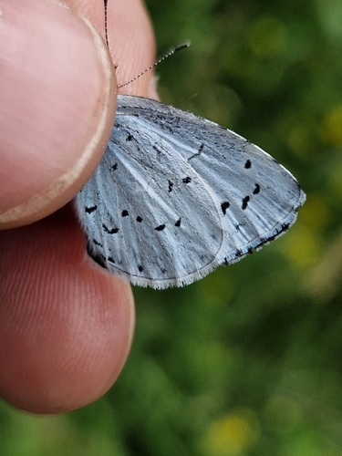 Holly Blue