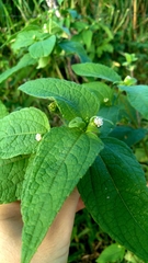 Blainvillea acmella