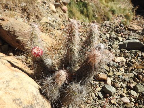 Austrocylindropuntia shaferi, photograph 5