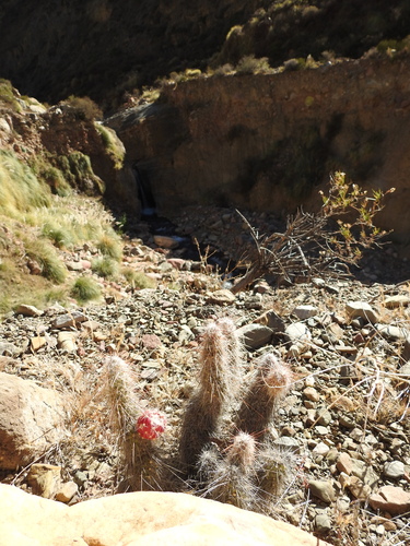 Austrocylindropuntia shaferi, photograph 6