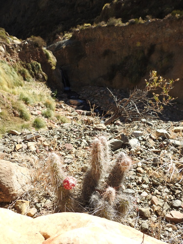 Austrocylindropuntia shaferi, photograph 4