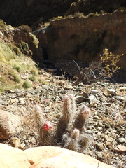 Austrocylindropuntia shaferi, photograph (c) Agustín Zarco, some rights reserved (CC BY)