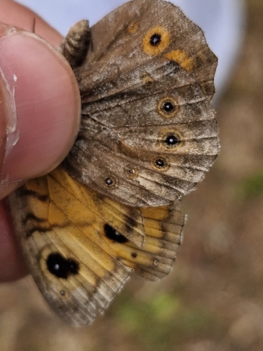 Large Wall Brown