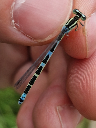Dainty Damselfly