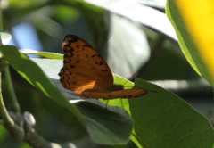 Phalanta