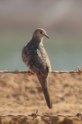 Inca Dove