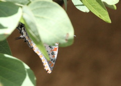Charaxes saturnus saturnus