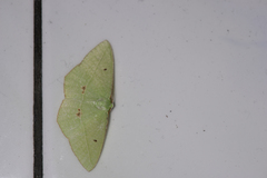 Tanaoctenia haliaria