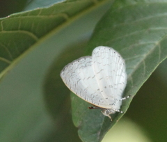 Spalgis lemolea lemolea