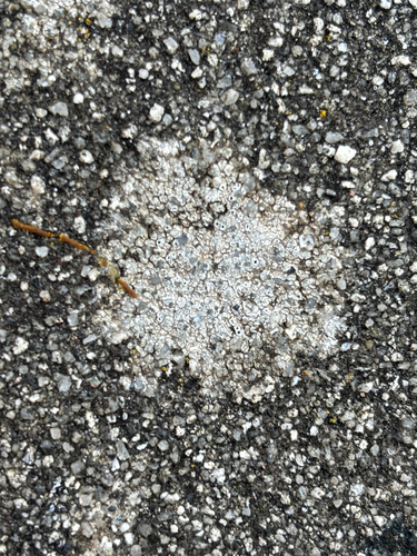 Chiseled Sunken Disk Lichen