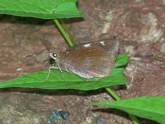 Notocrypta feisthamelii