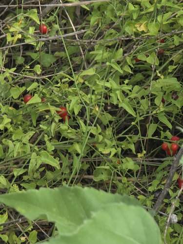 Texas nightshade