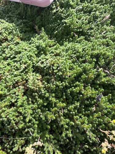 Peruvian Spikemoss