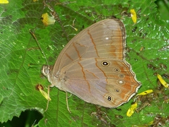 Lethe christophi